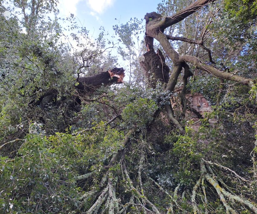 albero caduto maltempo Siena